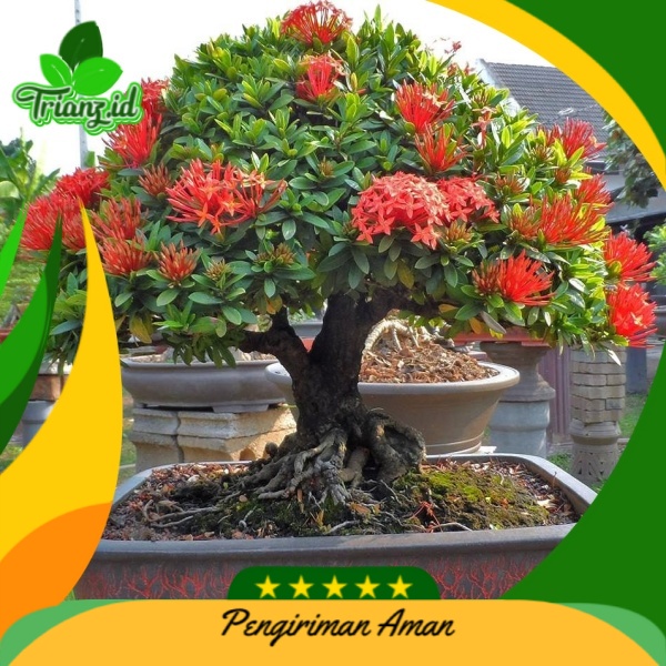 Jual Bonsai Asoka India (Bahan Bonsai Berbentuk Pohon) Harga Murah  Indonesia|Shopee Indonesia