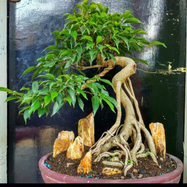 Jual Bonsai Beringin Neagari Style /Ficus Benjamina 45 Cm Indonesia|Shopee  Indonesia