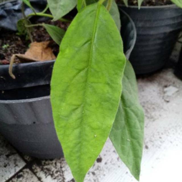 Tanaman obat daun nangka kuning merambat | Shopee Indonesia