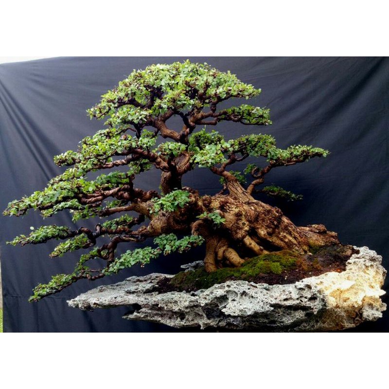 Jual Bahan Bonsai Ileng-Ileng Prospek//Mangsian Dongkelan Prospek  Indonesia|Shopee Indonesia