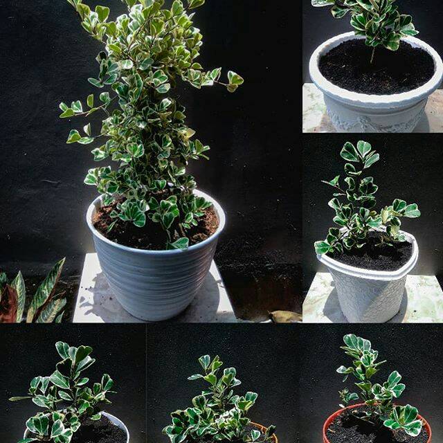Jual Jual Bibit Bonsai - Beringin Kupu Kupu Variegata - Bibit Bonsai  Indonesia|Shopee Indonesia