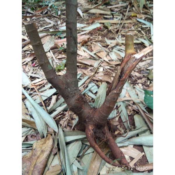 Jual Bahan Bonsai Loa Gunung/ Bahan Sambung Loa Biasa/ Micro 99% Berhasil  Indonesia|Shopee Indonesia