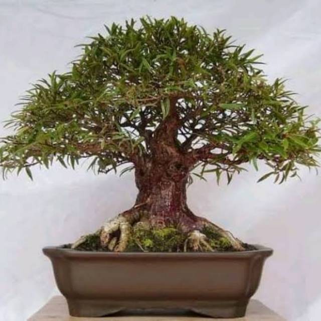 Jual Bahan Bonsai Anting Putri Mikro Vietnam Indonesia|Shopee Indonesia