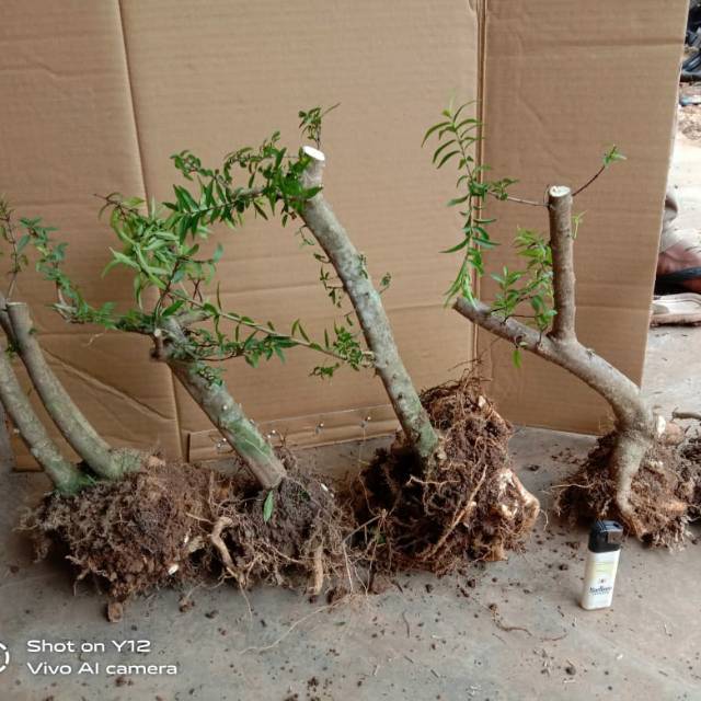 Jual Bahan Bonsai Anting Putri Mikro Indonesia|Shopee Indonesia