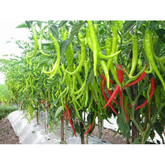 Jika Rata Rata Tinggi Bibit Tanaman Cabai 15 Cm Berbagi Tanam
