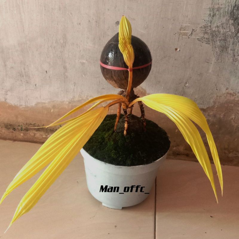 Jual Bonsai Kelapa Albino Dan Gading Kuning Indonesia|Shopee Indonesia