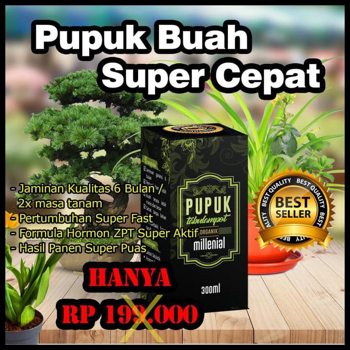 Pupuk Buah Mangga Paling Cepat Berbuah pupuk jimmy hantu jagotani