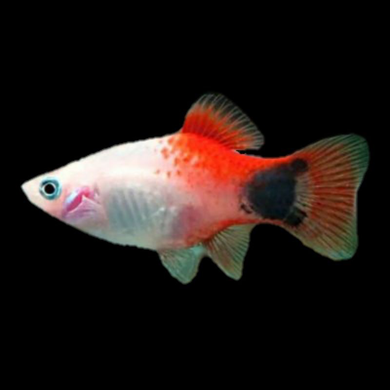 Jual Ikan Mickey (Mickey Mouse Platy dan Golden Moon Platy). Shopee