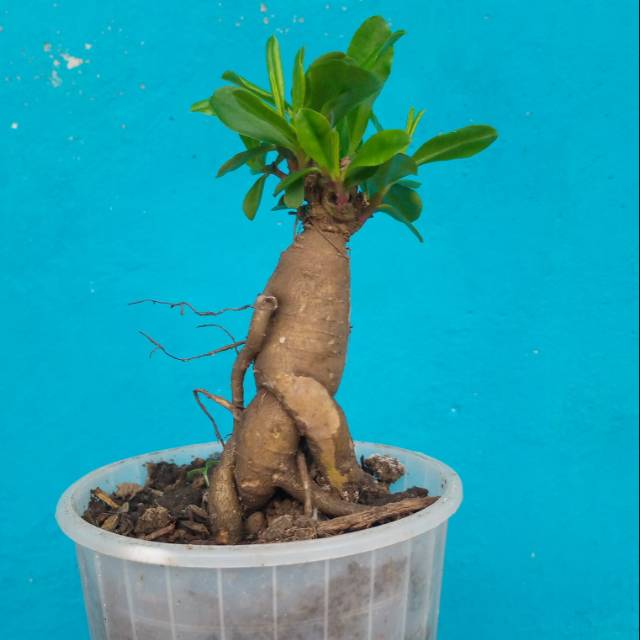Jual Bibit Bonsai Java Ginseng / Ginseng Jawa Indonesia|Shopee Indonesia