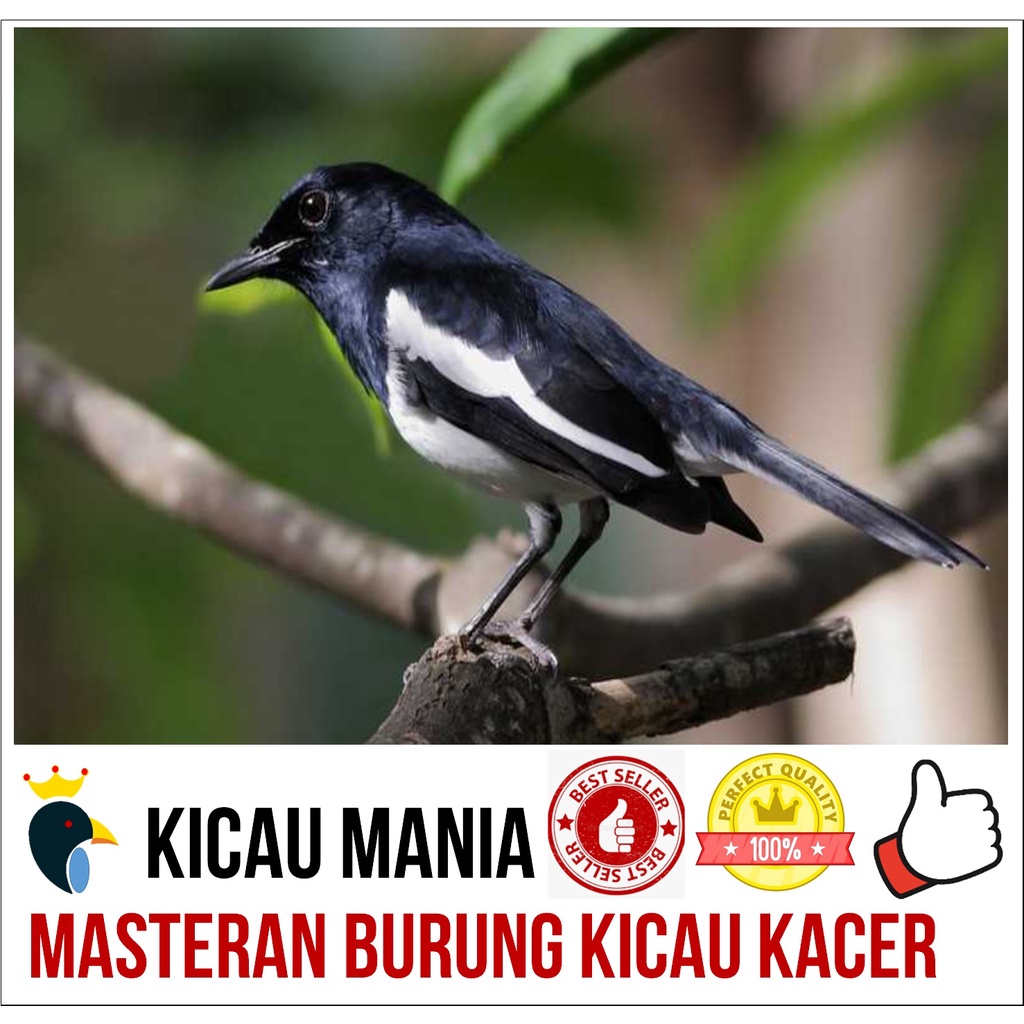 Jual Masteran Burung Kacer Gacor Terbaru Indonesia|Shopee Indonesia 1024_X_1024_jpg