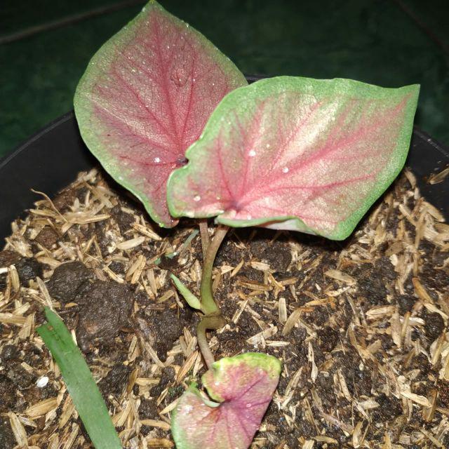 Bibit Caladium / keladi hias Red jaguar murmer Shopee Indonesia