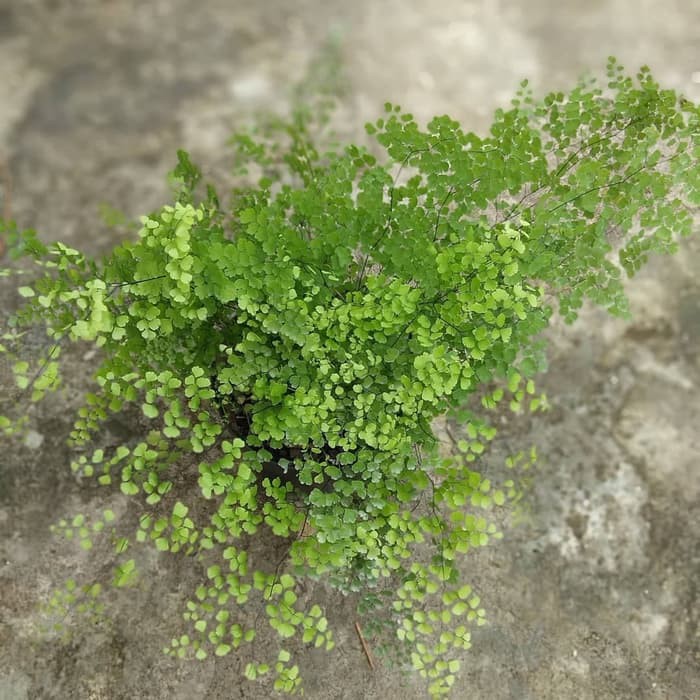 tanaman suplir - tanaman hias suplir | Shopee Indonesia