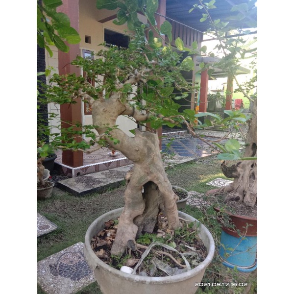 Harga Wahong Sancang Terbaru Maret 2022 | Biggo Indonesia