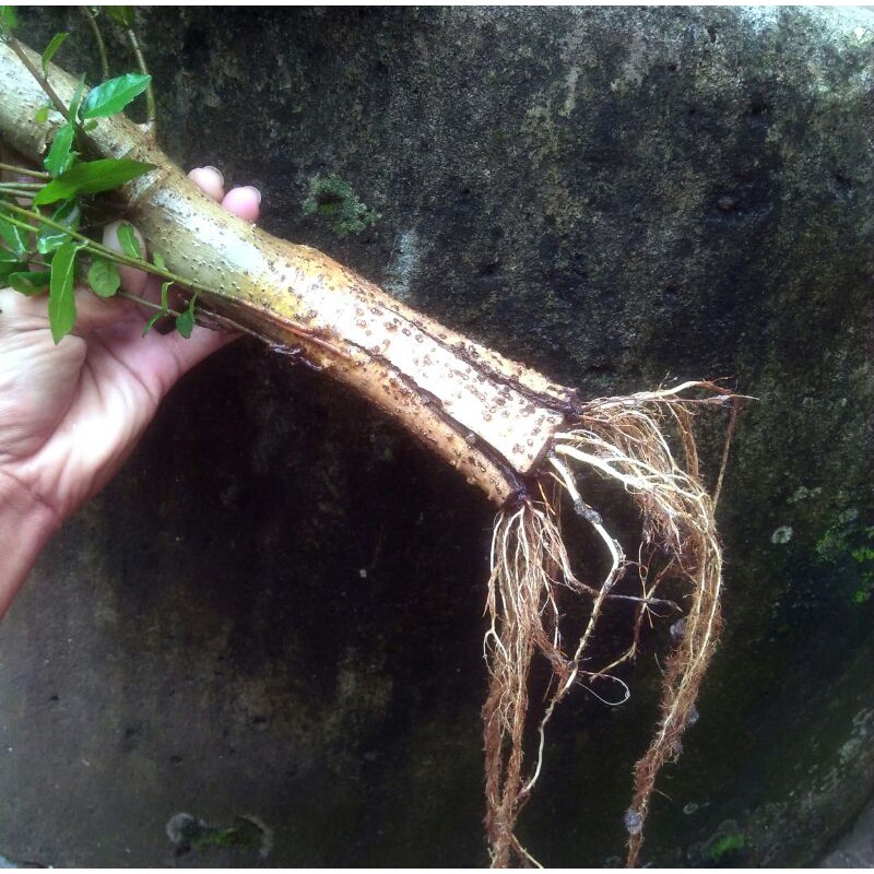 Jual Bahan Bonsai Serut Pecah Batang Siap Untuk Program Akar 1500Gram  Indonesia|Shopee Indonesia