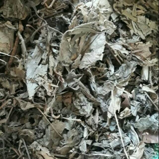 Daun Sirih Yang Kering