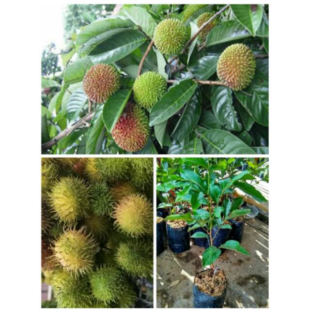 BIBIT UNGGUL RAMBUTAN RAPIAH JENIS SUPER MANIS OKULASI - CANGKOK PEMBIBITAN  POHON BUAH TERBAIK | Shopee Indonesia