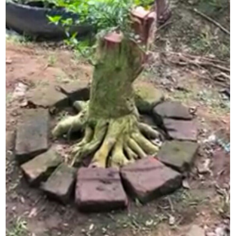 Jual Bahan Bonsai Serut Pecah Batang Siap Prokar 1Kg Indonesia|Shopee  Indonesia