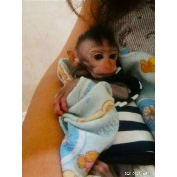 monyet Harga Terbaik - Oktober 2021 | Shopee Indonesia