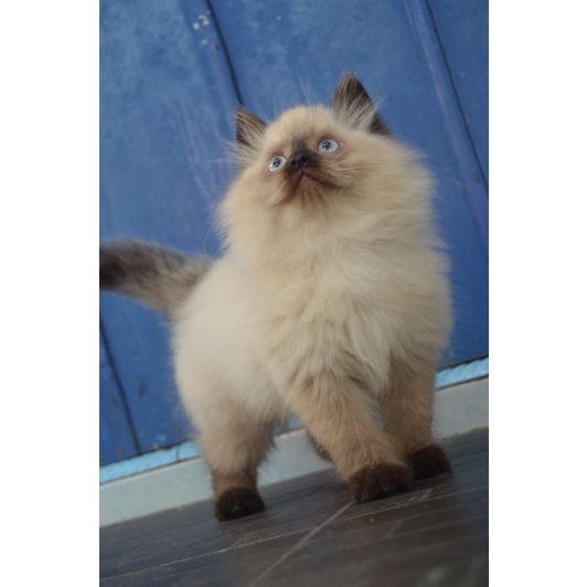 Jual Kucing Kitten Persia Ragdol Anggora Himalaya Peaknose Munchkin