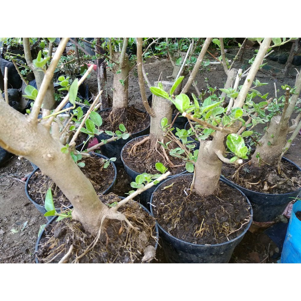 Jual Bonsai Sancang Varigata Besar Indonesia|Shopee Indonesia