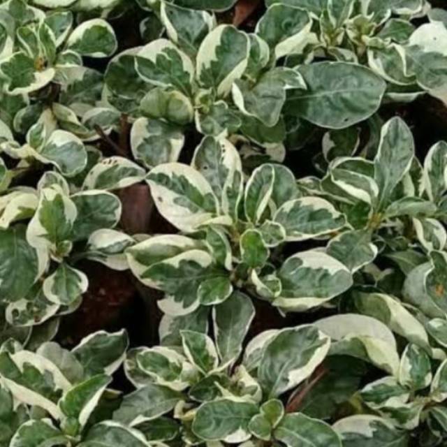 Tanaman krokot corak daun hijau putih | Shopee Indonesia