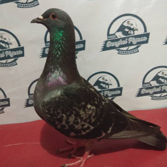 Jual Burung Merpati Dara Bahan Prospek Kolongan Tinggian Giring Tritis Blorok Blantong Kelabu Coklat Indonesia|Shopee Indonesia 640_X_640_jpg