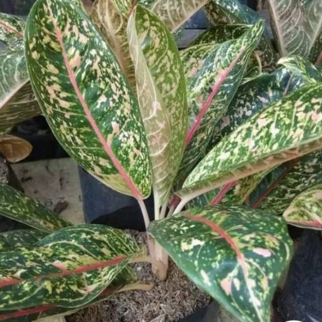 Tanaman hias aglonema aglaonema dona carmen Shopee Indonesia