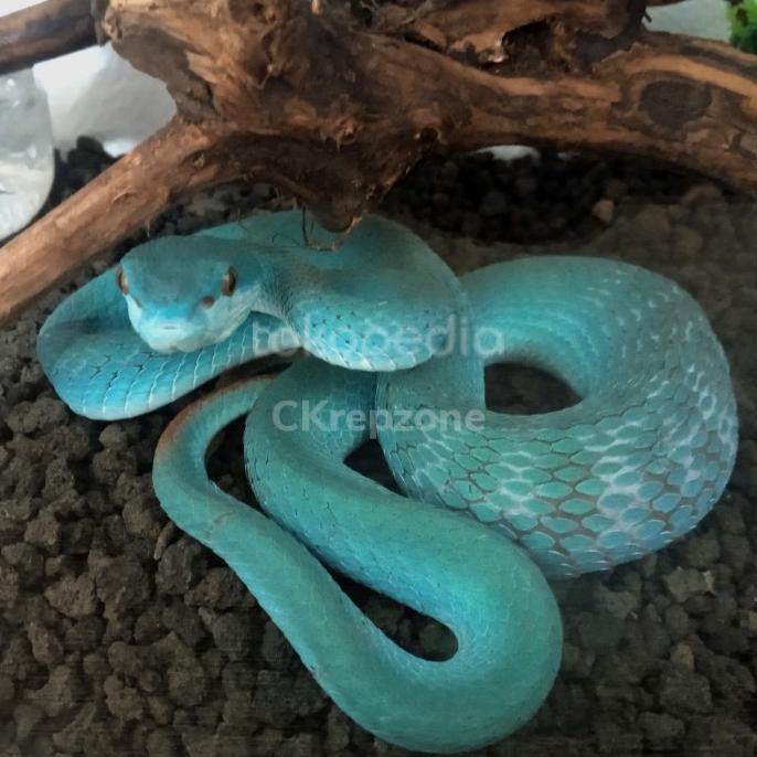 Jual Blue Insularis (baby up) Shopee Indonesia