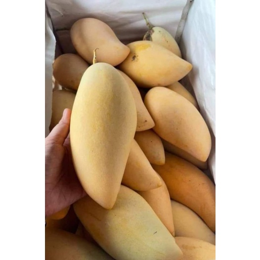 picnic store, ร้านค้าออนไลน์ Shopee Thailand