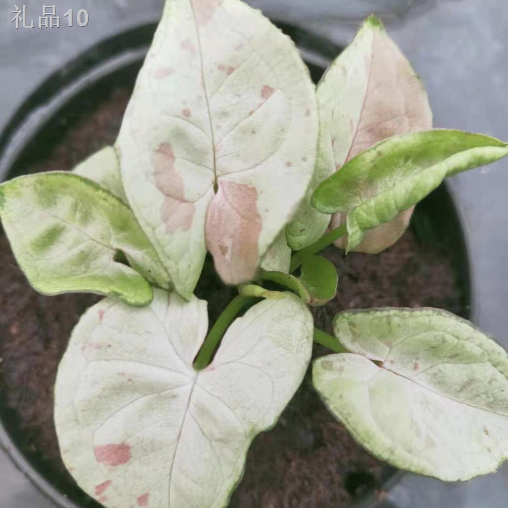 สวนSyngonium Milk Confetti นมและไม้กระถางเผือกผลไม้ [โพสต์เมื่อ 26 มิถุนายน] Shopee Thailand