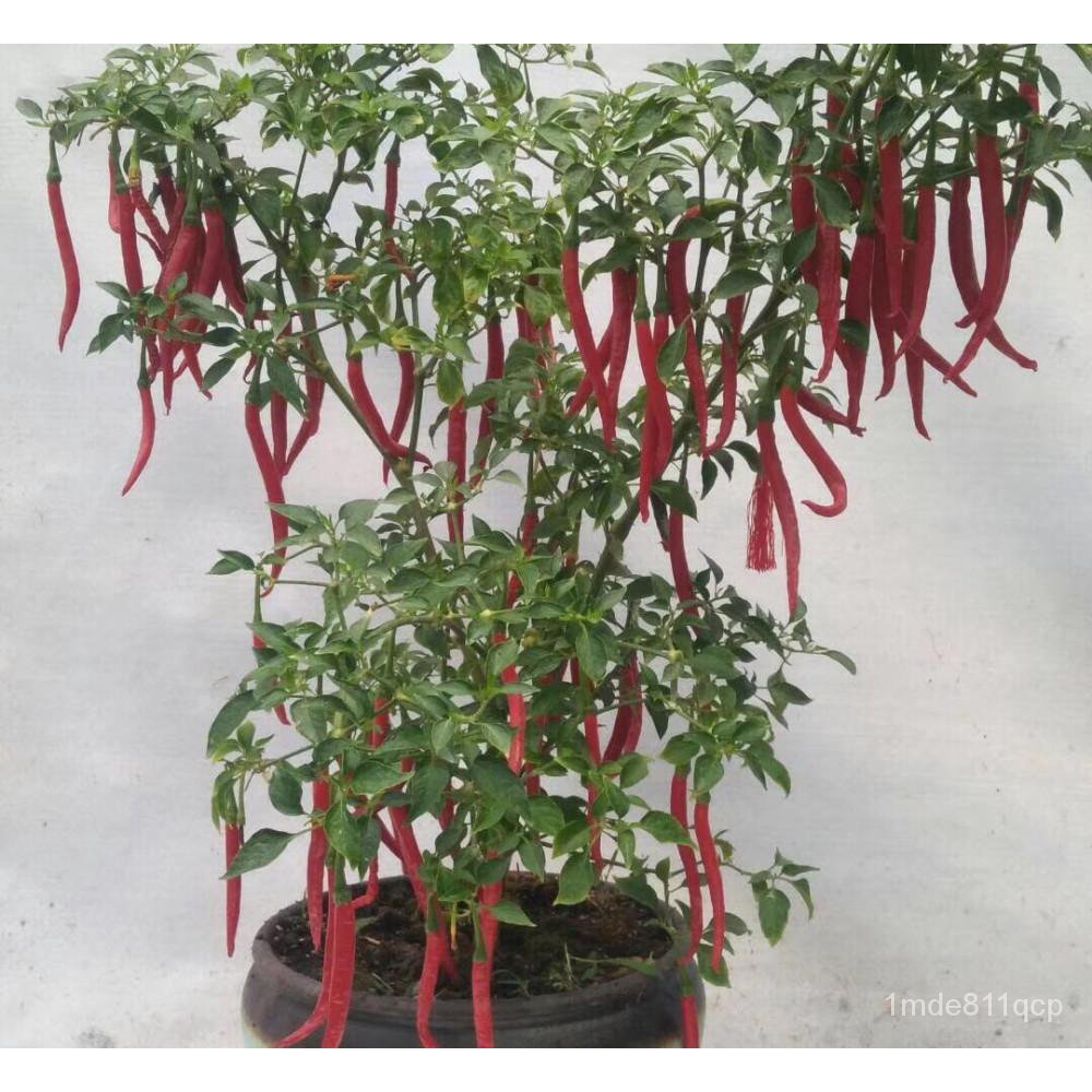 à¸ˆà¸¸à¸”à¸›à¸£à¸°à¹€à¸—à¸¨à¹„à¸—à¸¢ Fast Germination Local Ready Stock 50Pcs Hybrid Red and