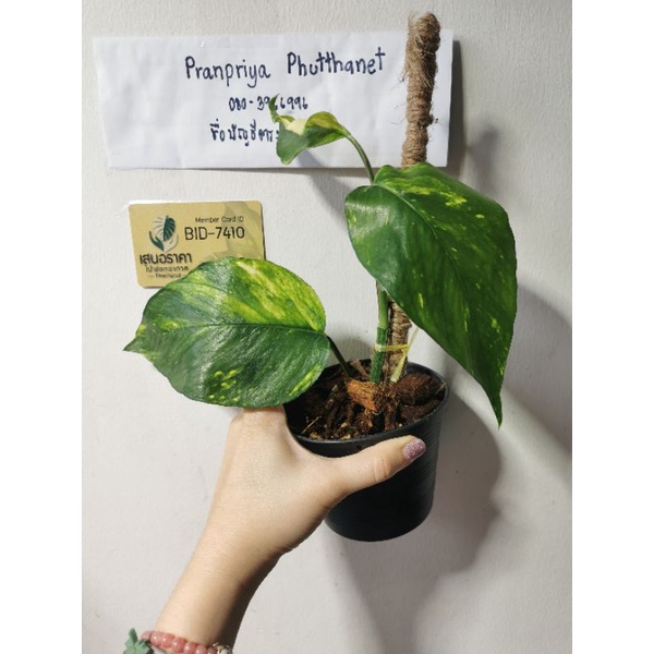 epipremnum yellow flame No.1 เยลโล่เฟรม ของแท้ ขายถูก Shopee Thailand