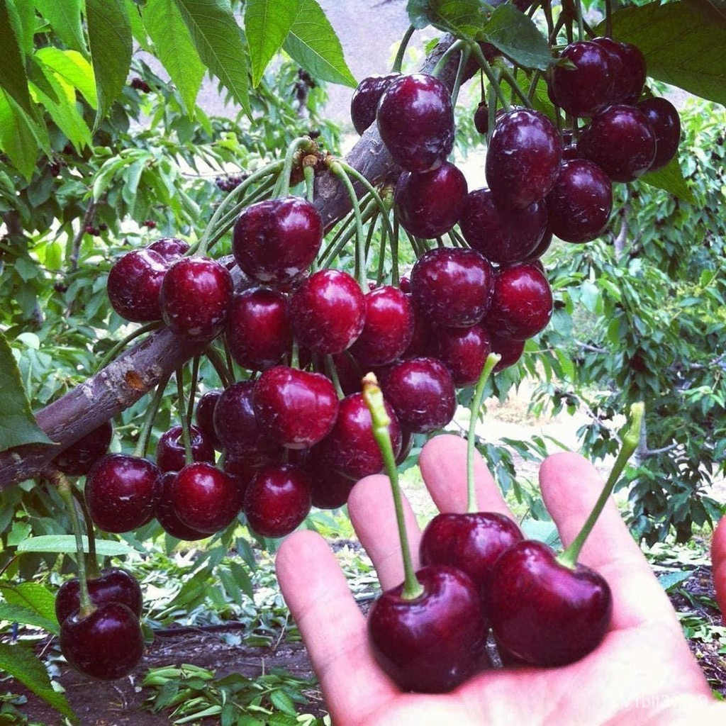 High Quality Low Cost Visit our online shop Red Cherry Seeds 20pcs