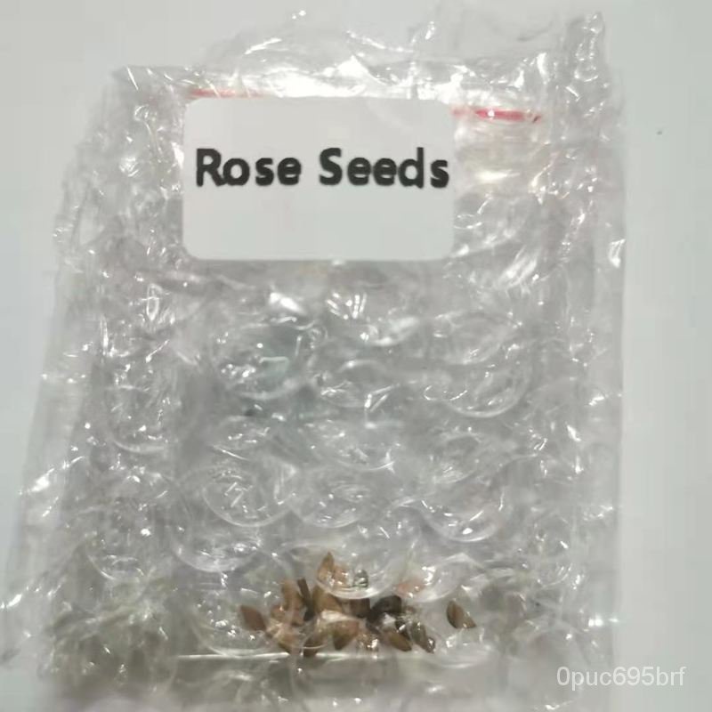 Rose Seeds for Yard Gardening Plant 50Pcs Fresh Rare Rose Seeds Flower