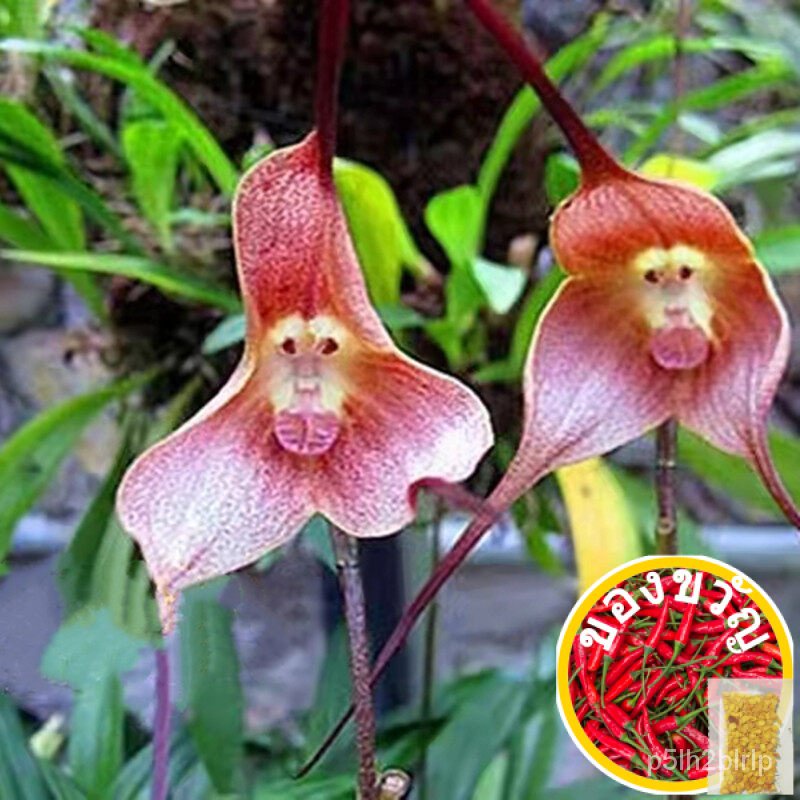 เมล็ดกล้วยไม้หน้าลิง Mixed Color Rare Monkey Face Orchid Flower Seeds