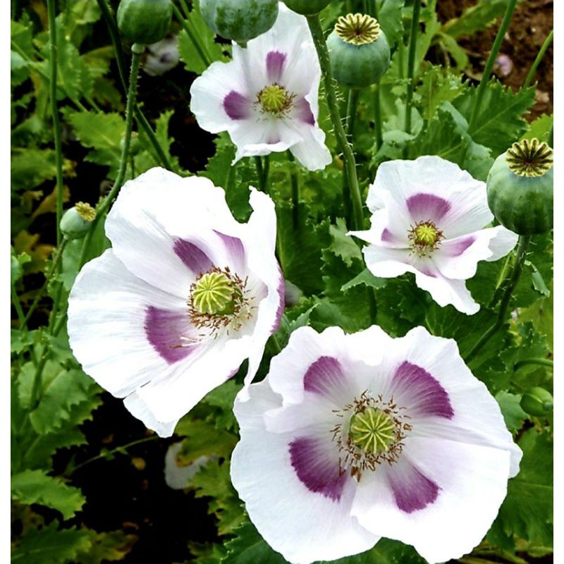 ดอกป๊อปปี้ Poppy Elka white nougmewstafann ThaiPick