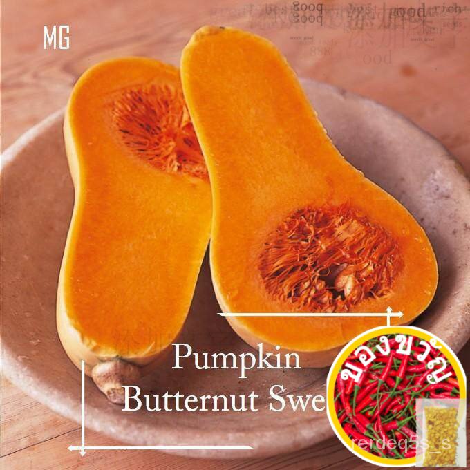 Butternut Sweet Pumpkin Squash Seeds 10 seed Pot Friendly Tanam Pasu