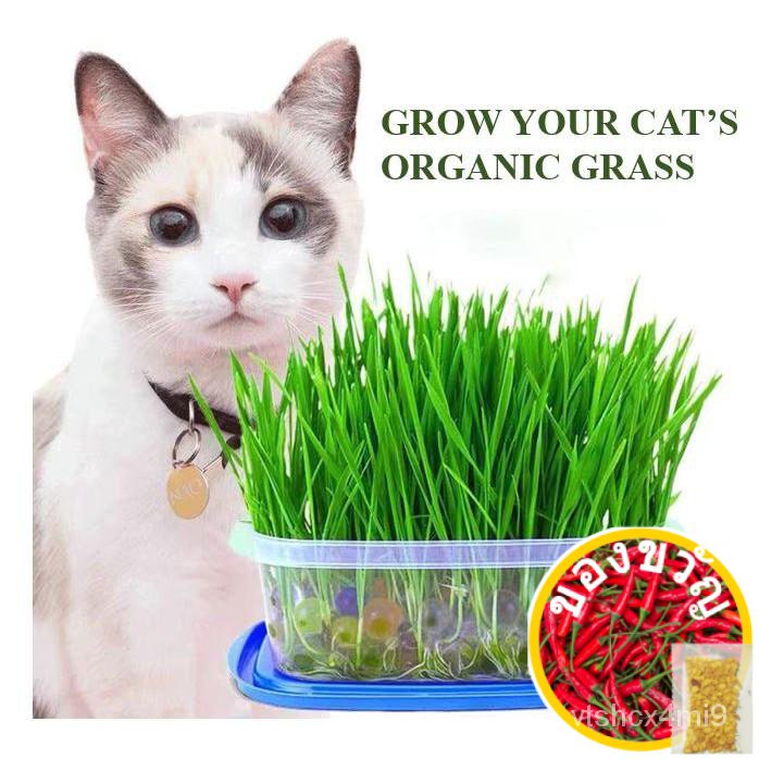 Grow your Cats organic Grass Cat Seed Cat Easy Grow Oat Kitedเมล็ดเชีย