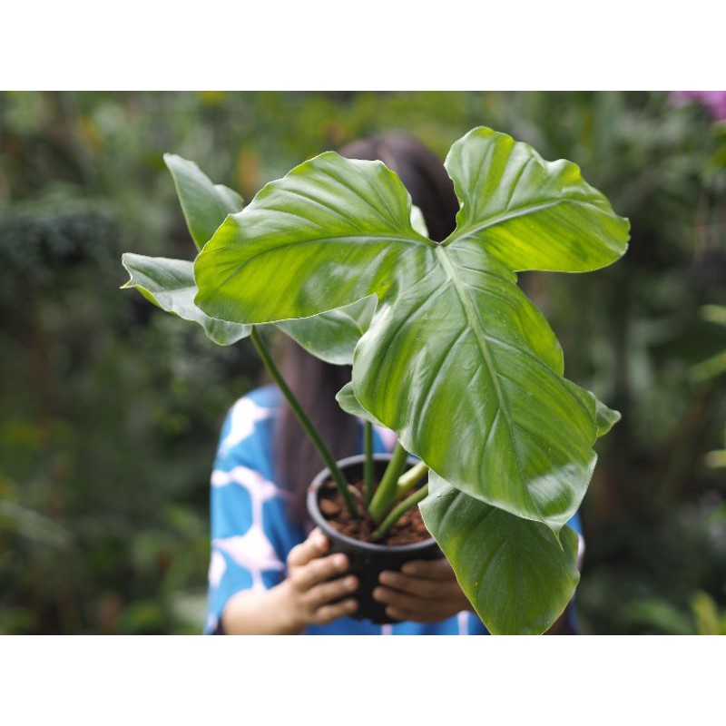 Philodendron barrosoanum Shopee Thailand