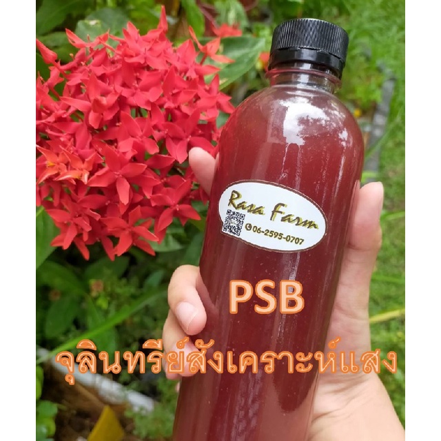 PSB จุลินทรีย์สังเคราะห์แสง ขนาด 500 มิลลิลิตร Shopee Thailand