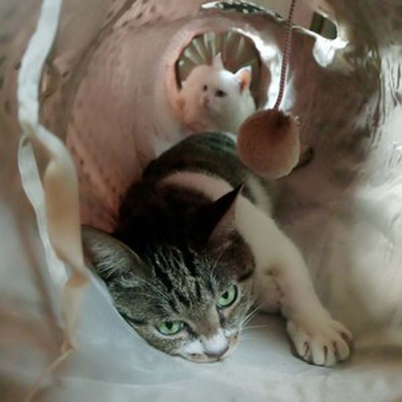 Tian Tian Cat Drilling Hole Cat Tunnel Rolling Totoro litter Kitty Toys