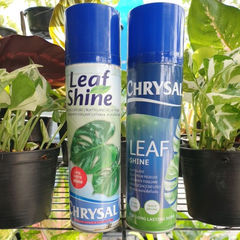 Chrysal Leaf Shine สเปรย์ฉีดใบมัน ขนาด 250 ml มีราคาส่งครับ ฉลากใหม่