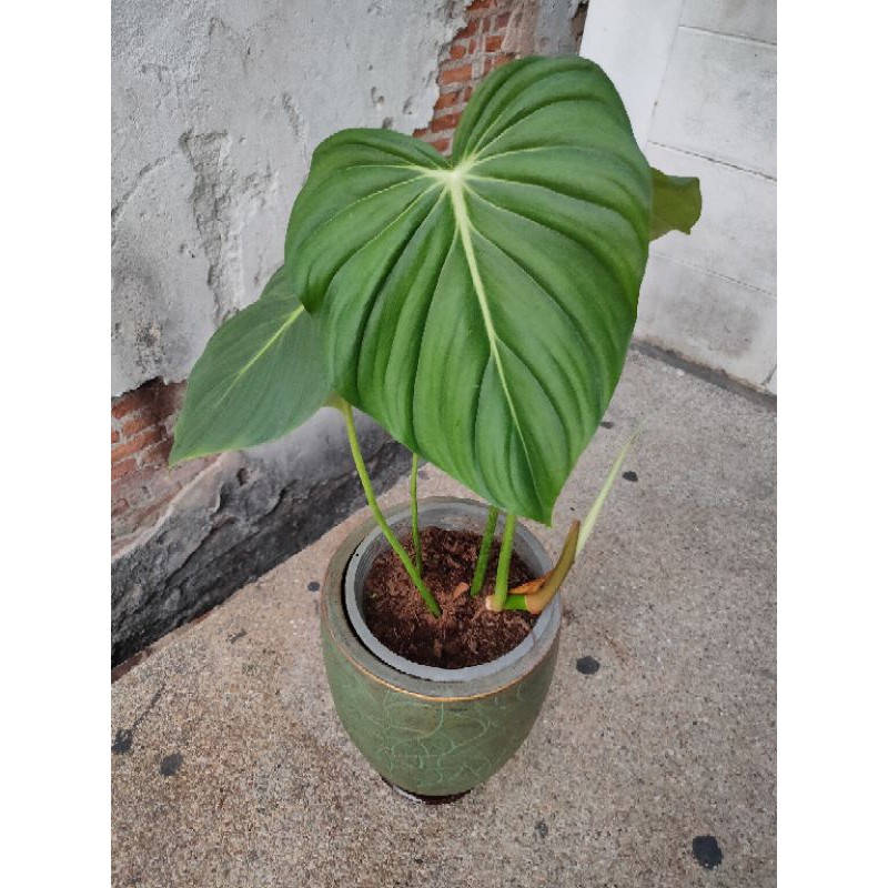 philodendron mcdowell Shopee Thailand