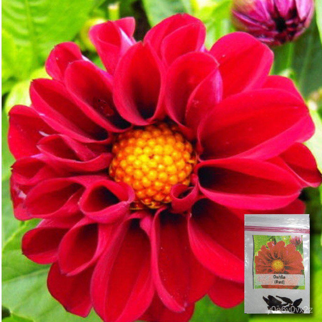 (ready stock)20 Seeds Dahlia Flower Seeds (Red) Wholesale Price