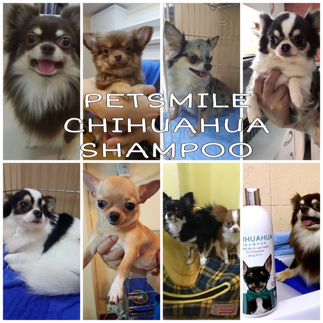 Petsmile Chihuahua Shampoo and Conditioner 550ml (แชมพูชิวาวา ผสมคอนดิชันเนอร์) petsmile