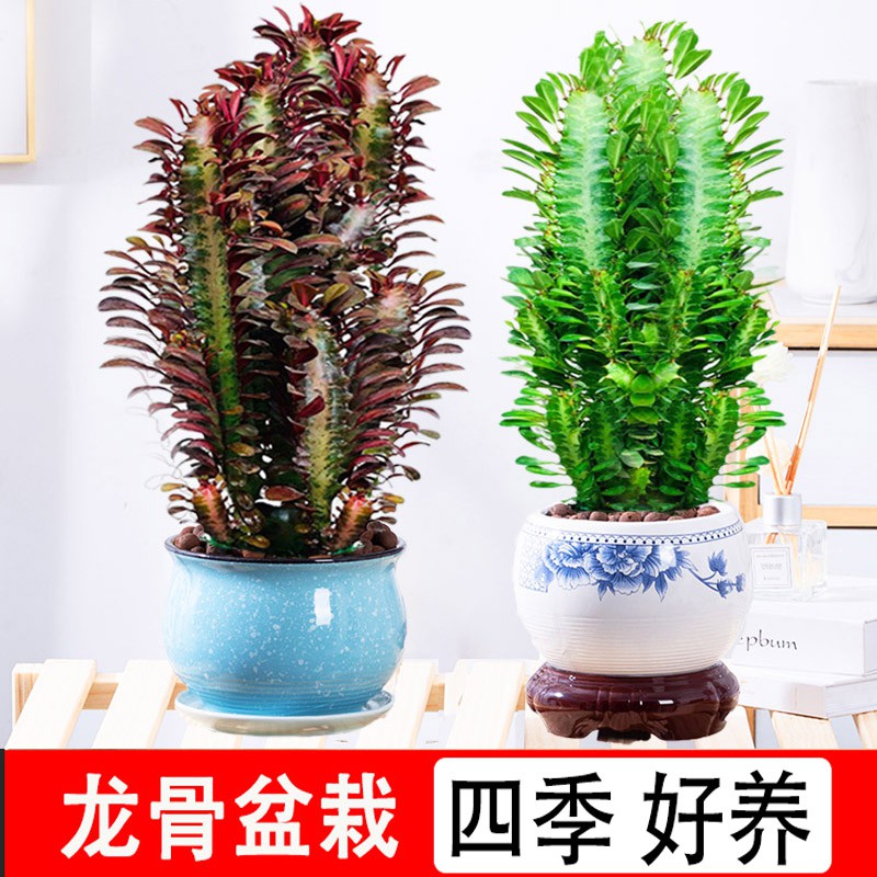Keel Plant Cactus Potted ดอกไม้ในร่มและกลางแจ้งระเบียงห้องนั่งเล่นดูด
