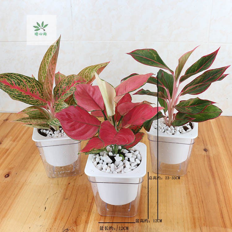 50pcs1 package///Ruyi queen flower seed potted plant seed auspicious