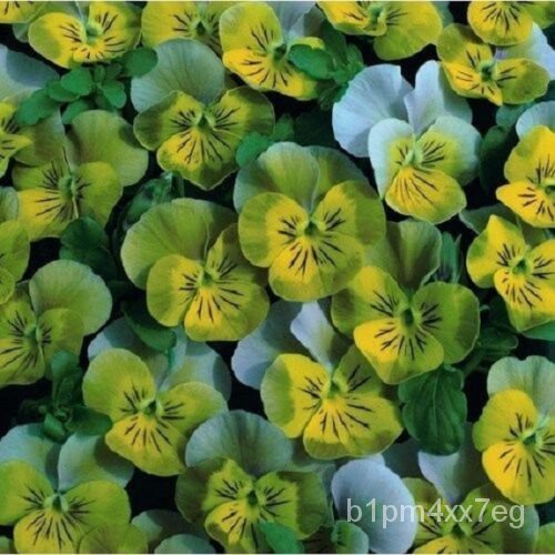 Guaranteed germination rate 35+ Miniola Aqua Heart BiColor Viola