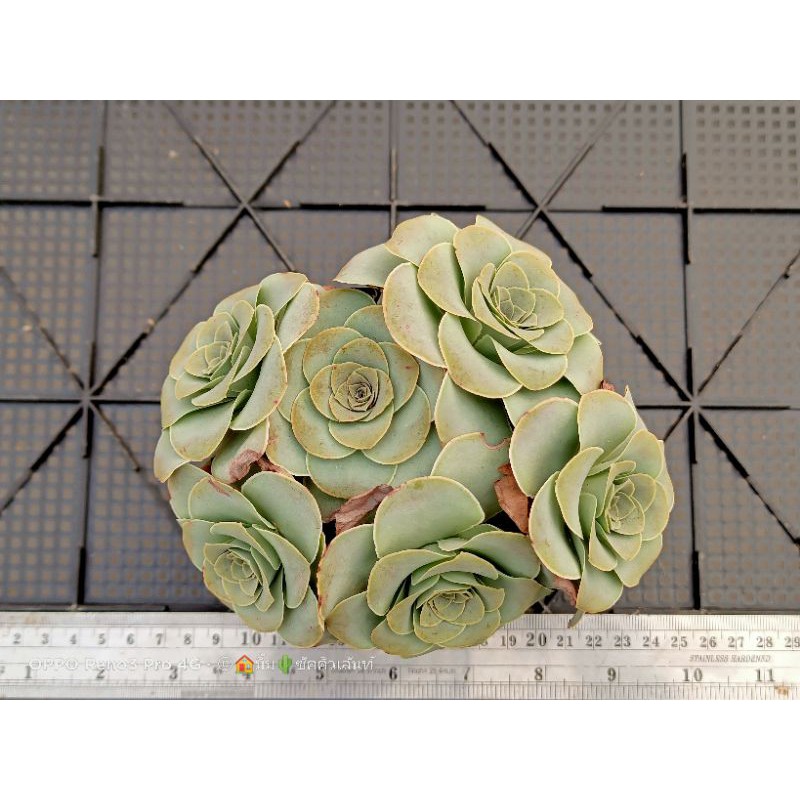 Greenovia Aurea ex El Hierro (Pink Mountain Rose) tanochaya ThaiPick