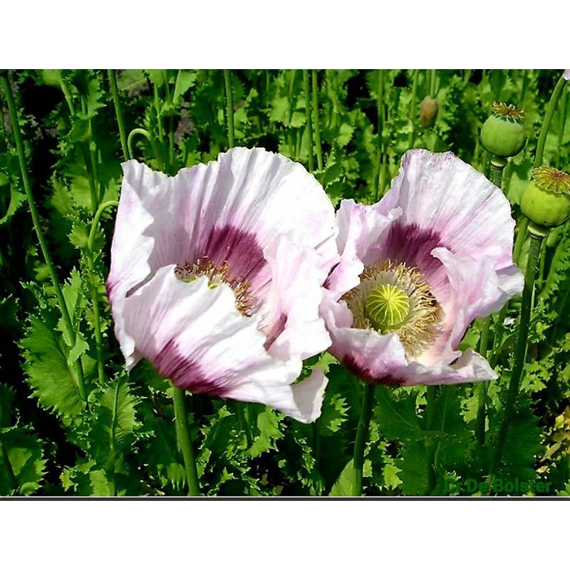 ดอกป๊อปปี้ Poppy Elka white nougmewstafann ThaiPick